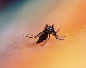 Dengue: uma morte suspeita e 591 casos confirmados em Nova Friburgo | A Voz da Serra