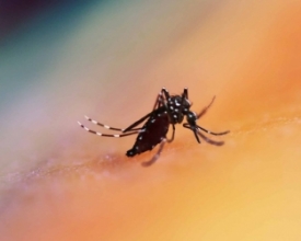 Dengue: Nova Friburgo registra 1.587 casos positivos | Jornal A Voz da Serra