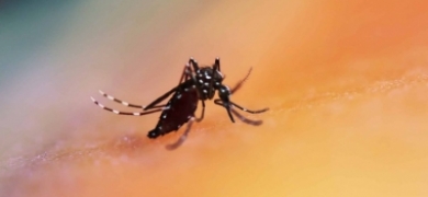 Dengue: uma morte suspeita e 591 casos confirmados em Nova Friburgo | A Voz da Serra