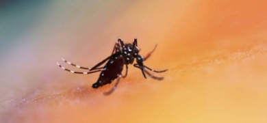 Dengue: Nova Friburgo já contabiliza cinco mortes e 1.284 casos positivos  | A Voz da Serra